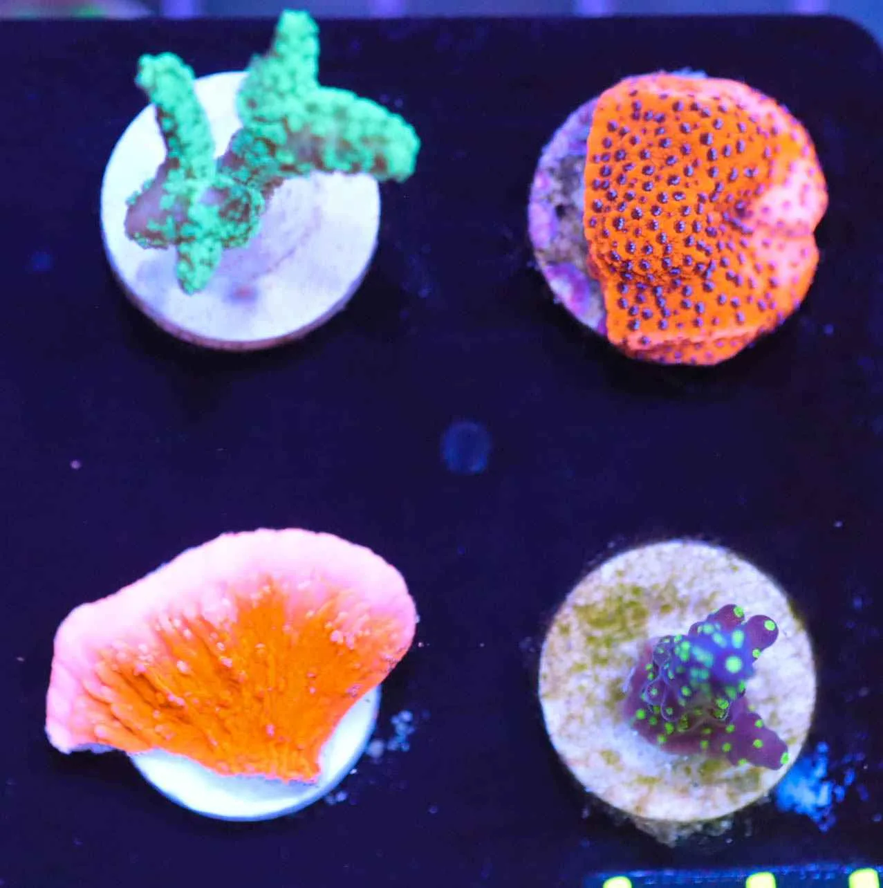Beginner SPS Coral Frag Pack
