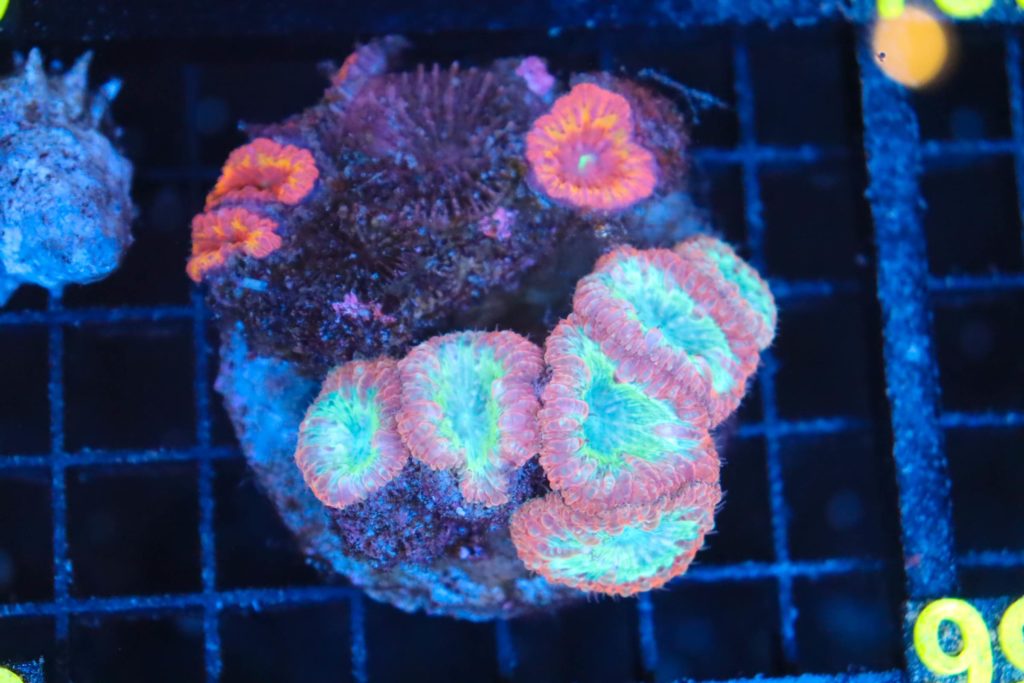 Frag Box Corals