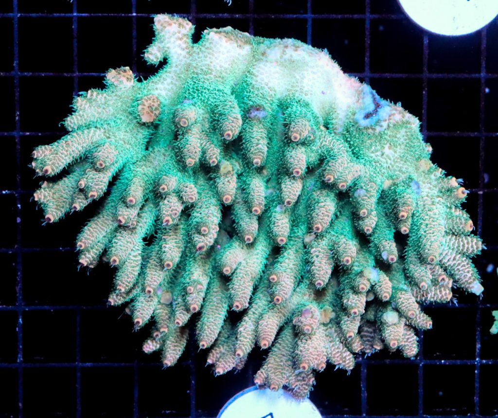 Frag Box Corals