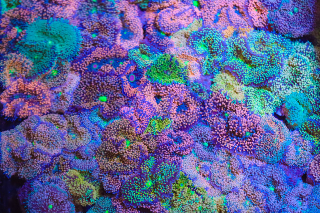 Frag Box Corals