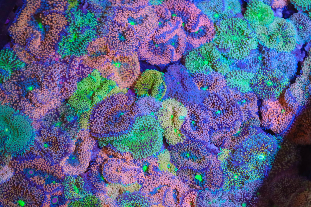 Frag Box Corals