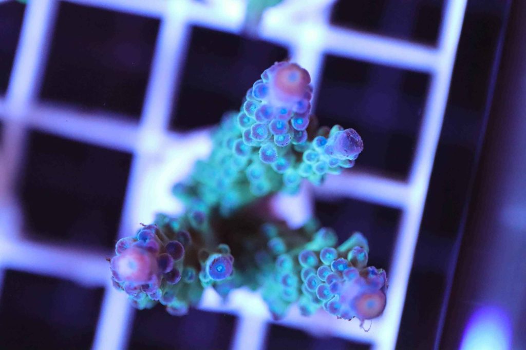 Frag Box Corals
