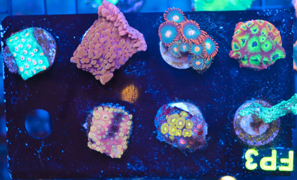 Frag Box Corals
