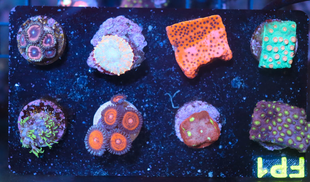 Frag Box Corals