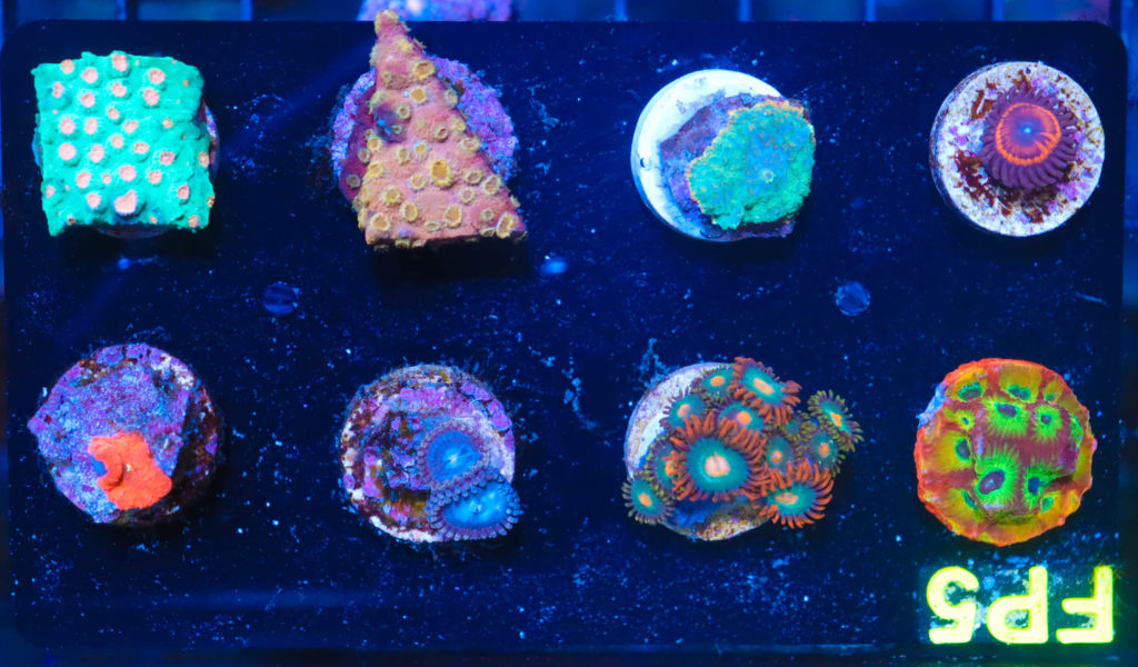 Frag Box Corals