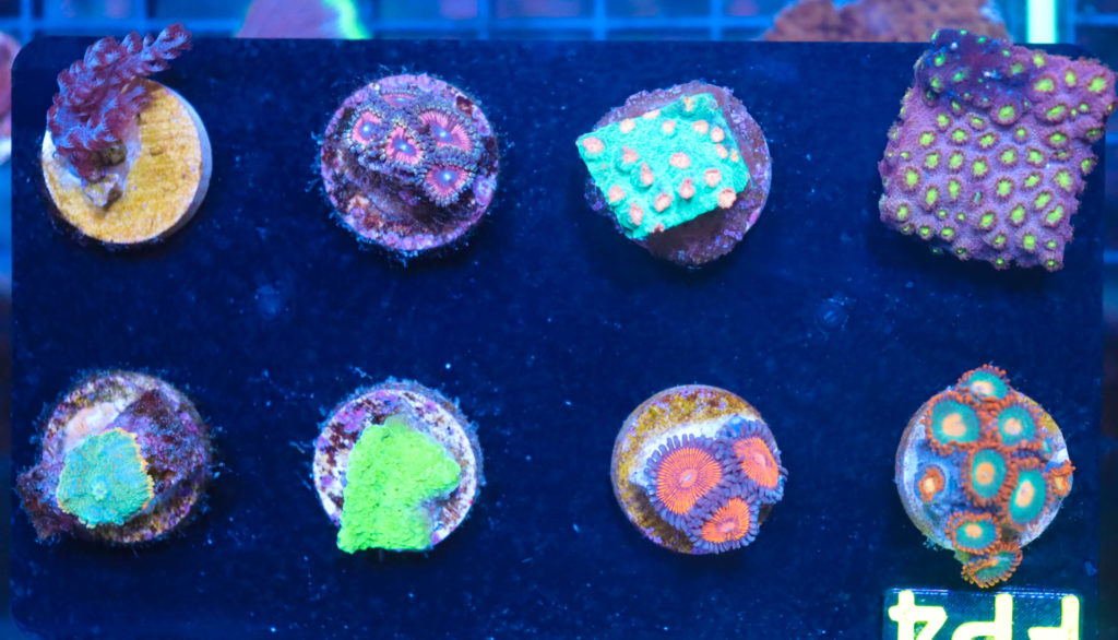 Frag Box Corals