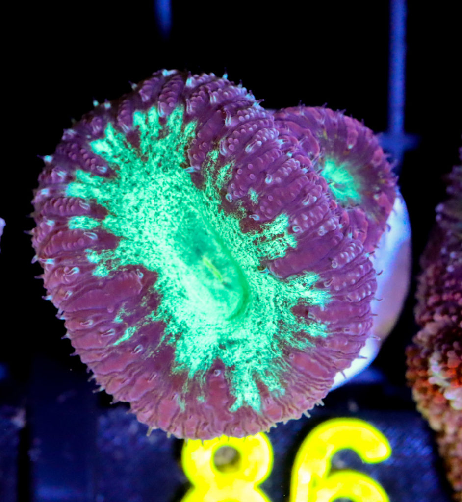 Frag Box Corals