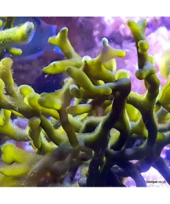 Codium Macro Algae Frag