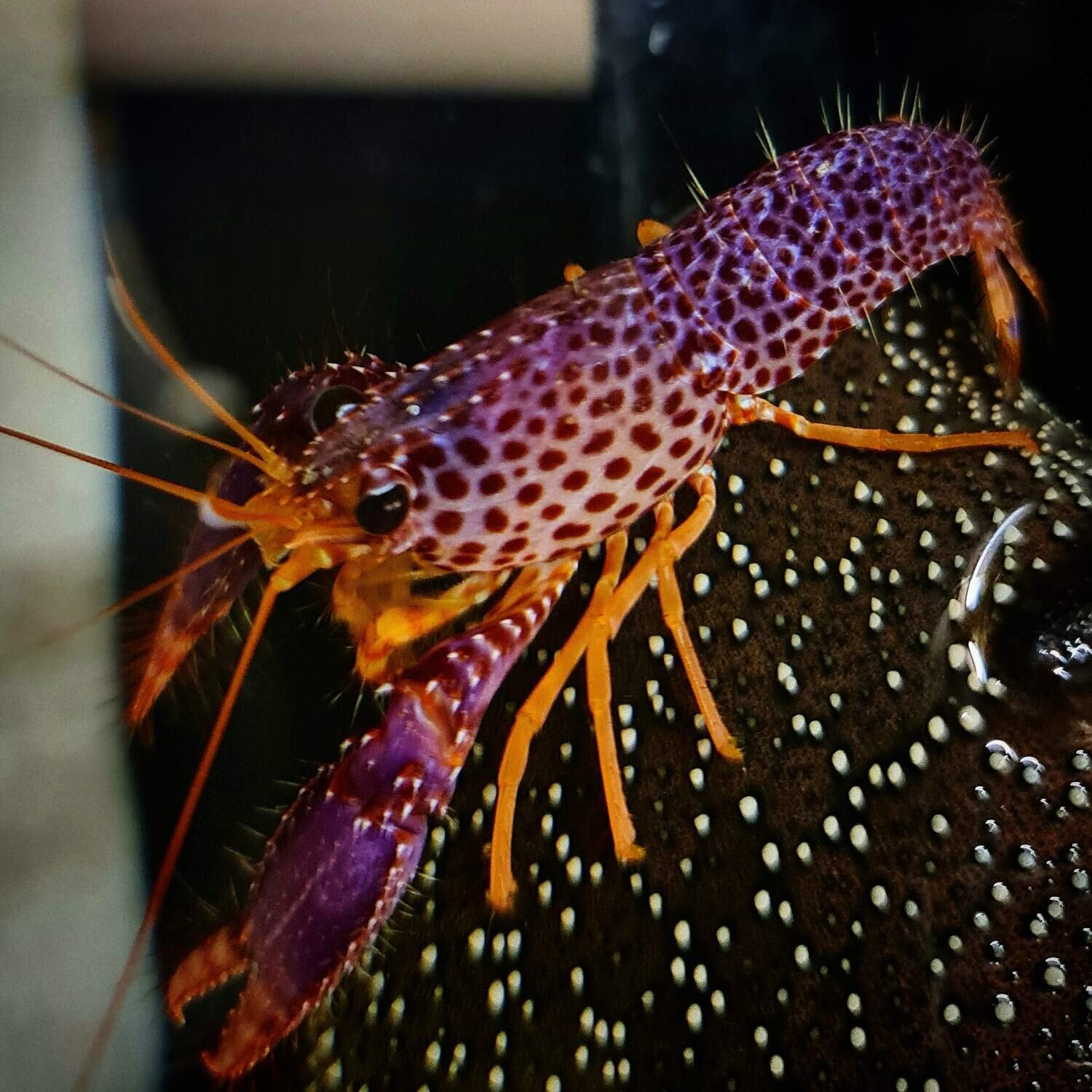 Debelius Reef Lobster - Frag Box Corals