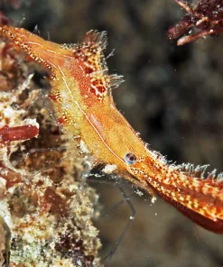 Donald Duck Shrimp (RARE) **