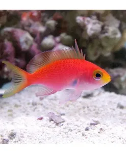 Randall's Anthias female