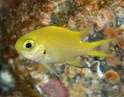 Yellow Chromis