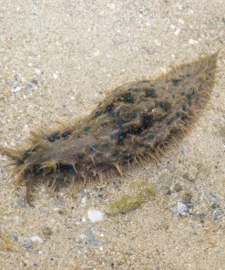 Frilly Sea Hare