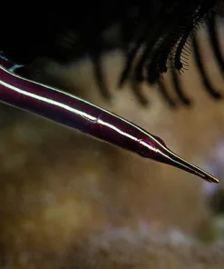 Urchin clingfish (rare - pick up only) (in tide tank)