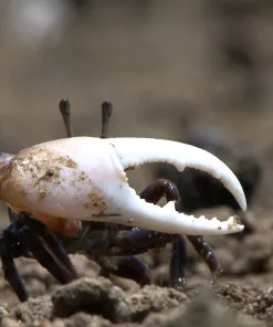 White Fiddler Crab