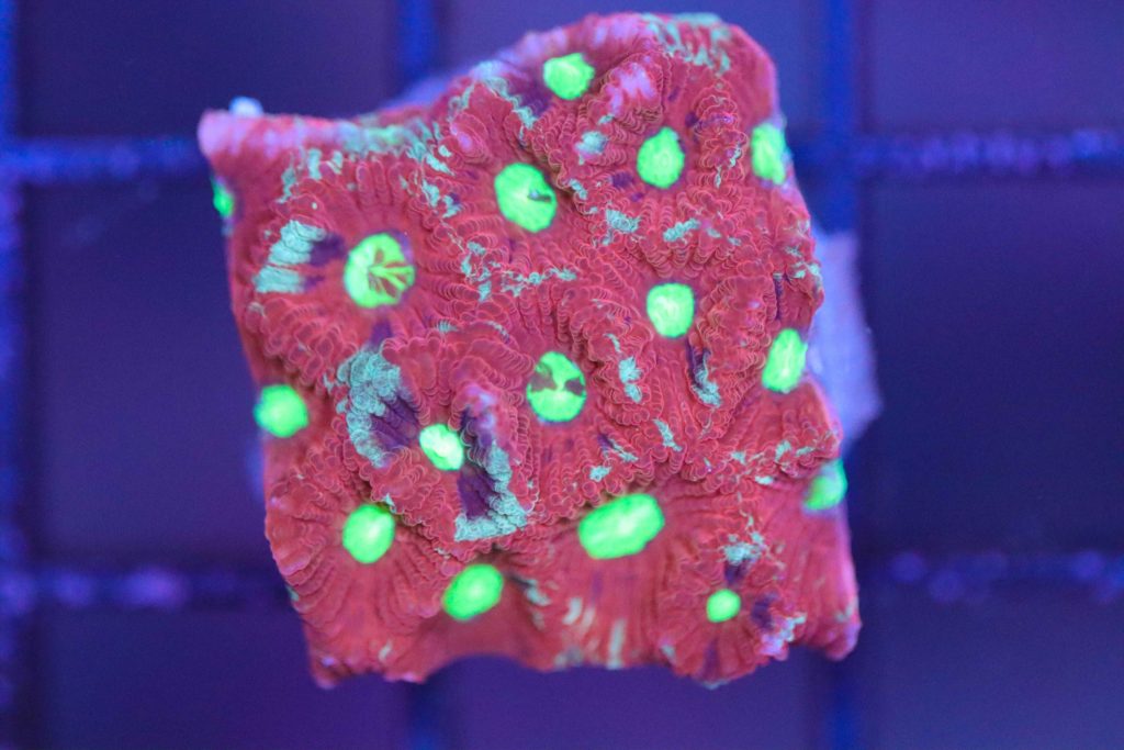 Frag Box Corals