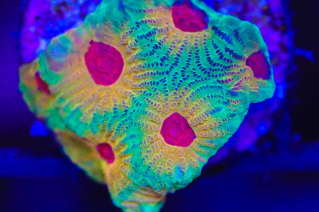 Frag Box Corals