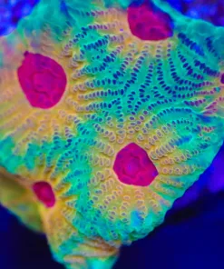 Fascination Favia Frag