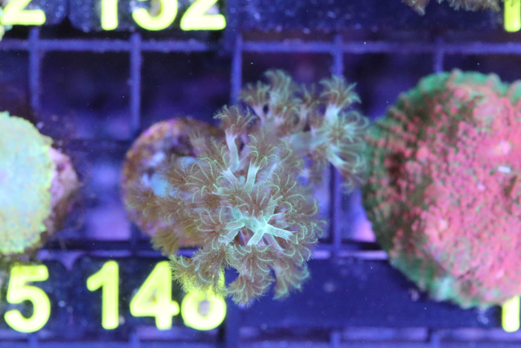 Frag Box Corals