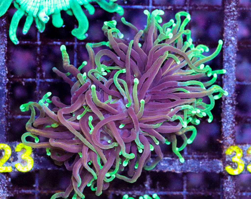 Frag Box Corals