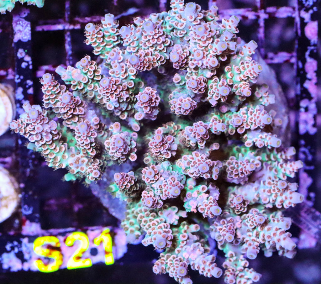 Frag Box Corals