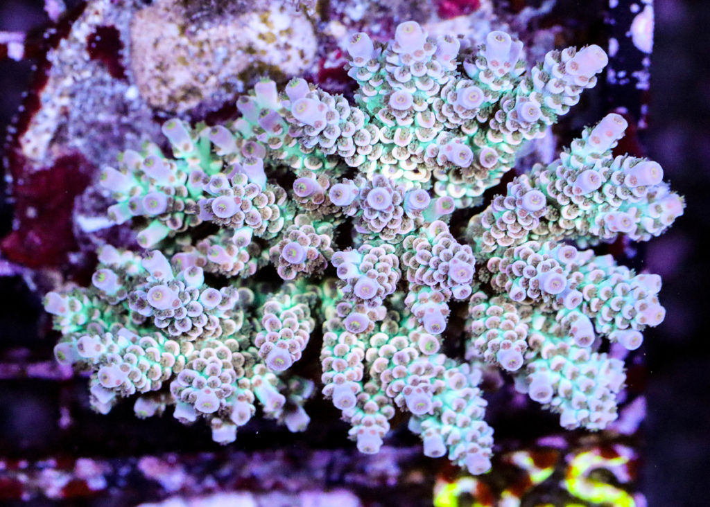 Frag Box Corals