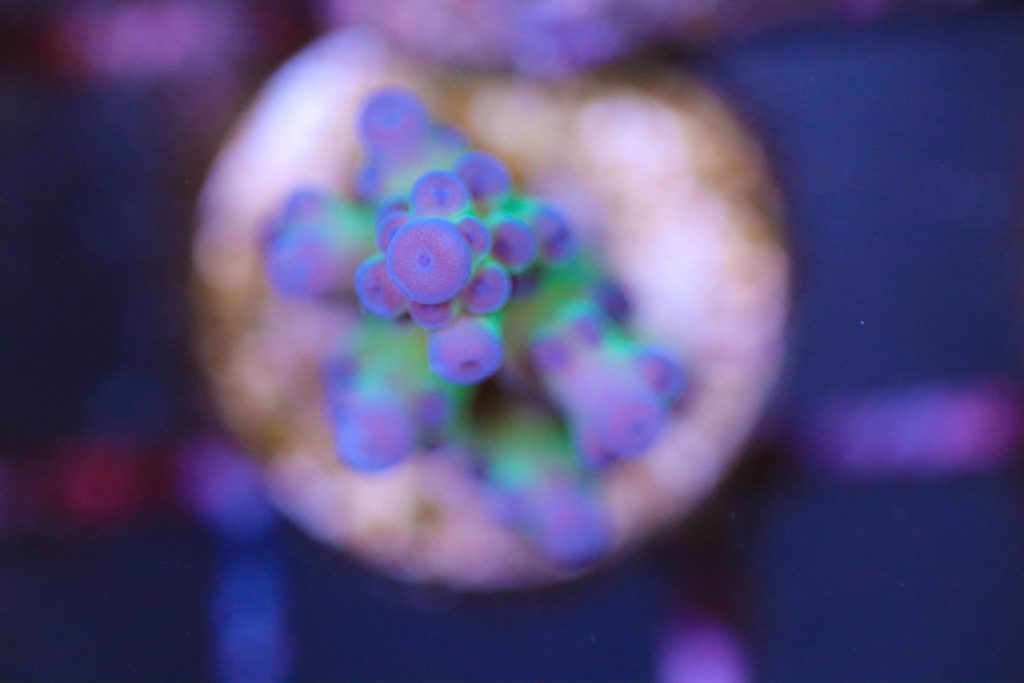 Frag Box Corals