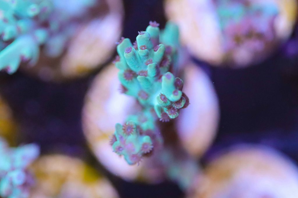 Frag Box Corals