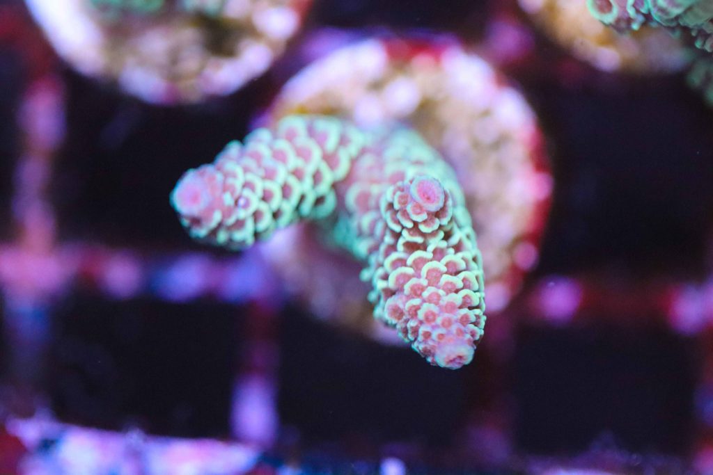 Frag Box Corals