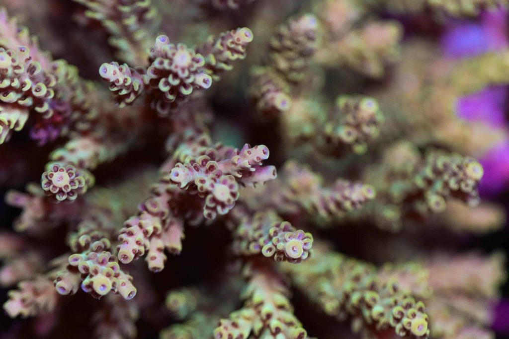 Frag Box Corals