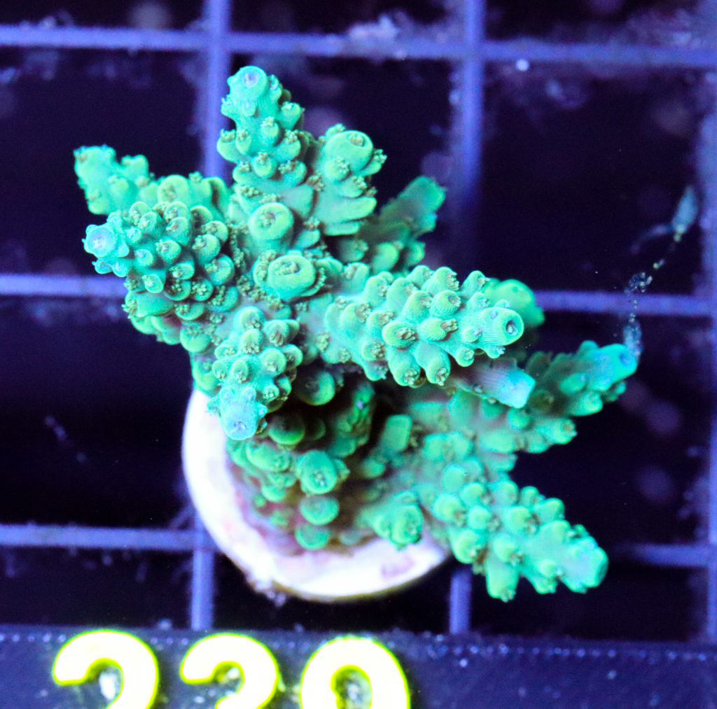 Frag Box Corals