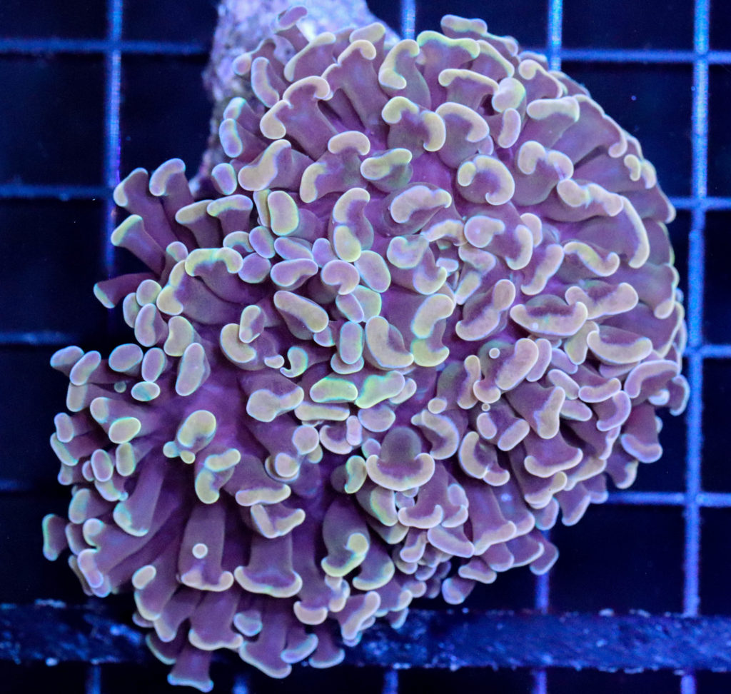 Frag Box Corals