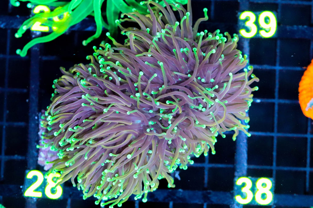 Frag Box Corals