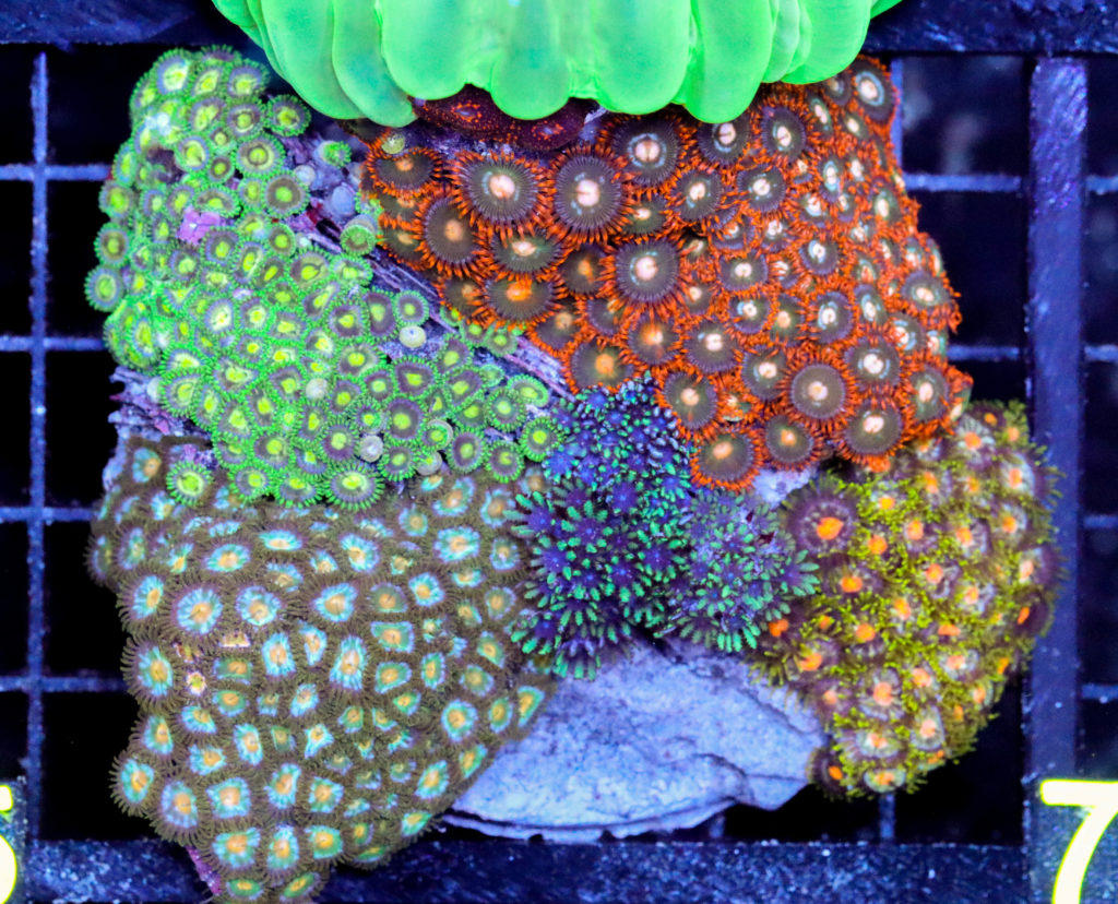 Frag Box Corals