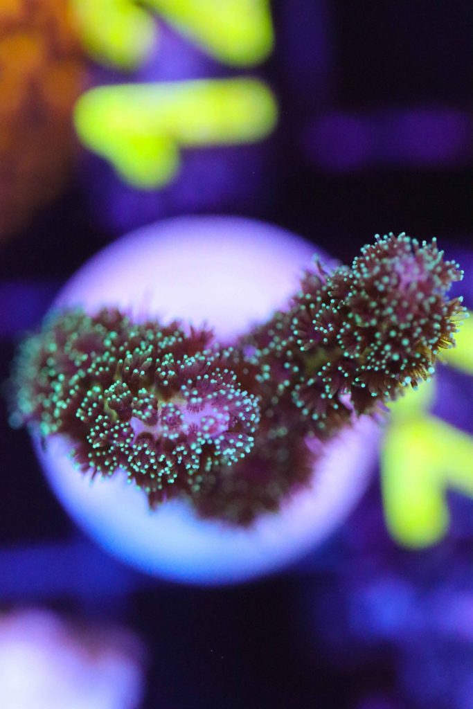 Frag Box Corals