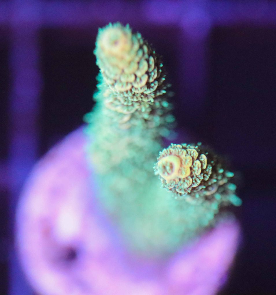 Frag Box Corals