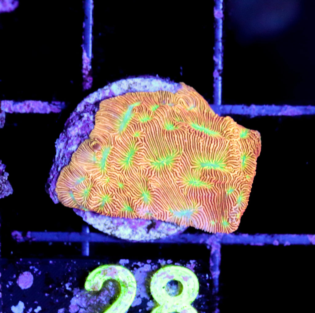 Frag Box Corals