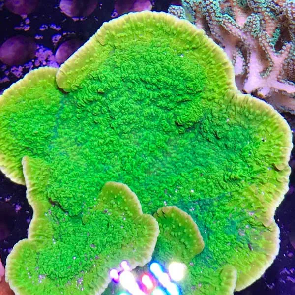 Frag Box Corals