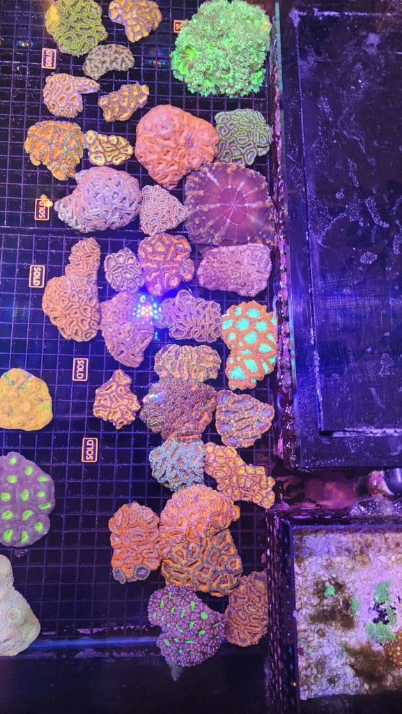 Frag Box Corals