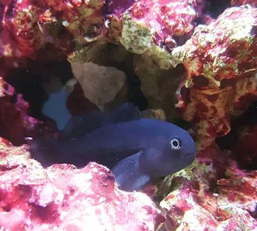 Frag Box Corals