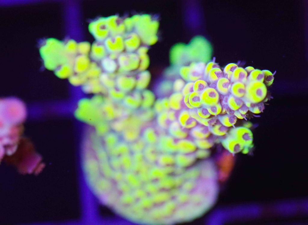 Frag Box Corals