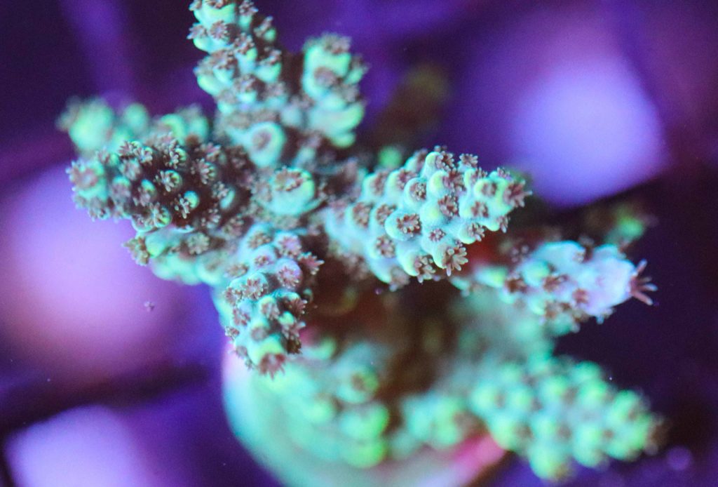 Frag Box Corals