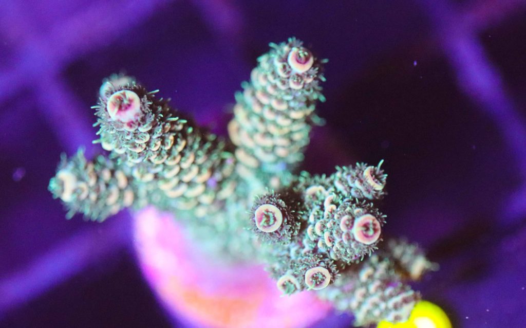 Frag Box Corals
