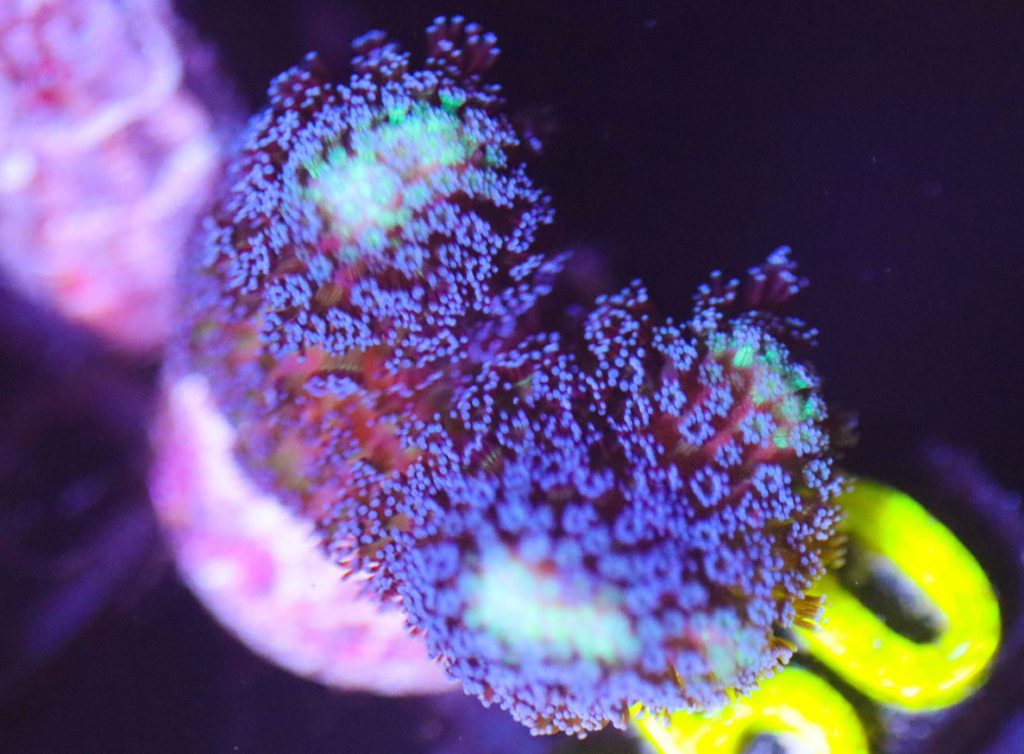 Frag Box Corals