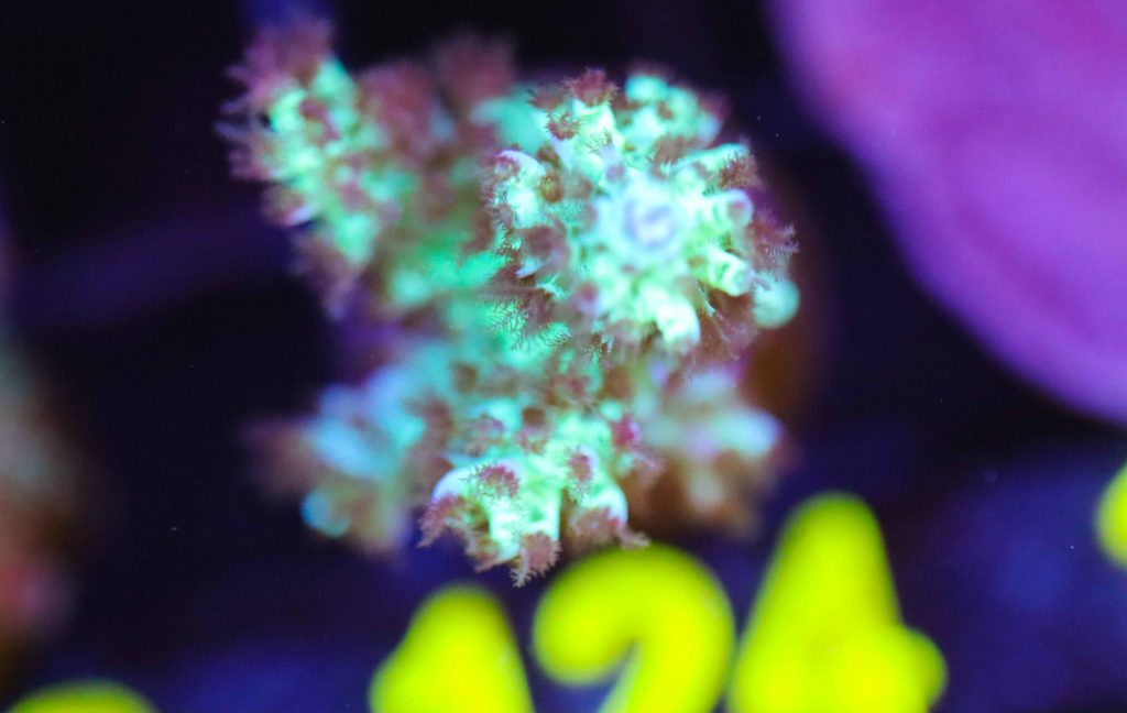 Frag Box Corals