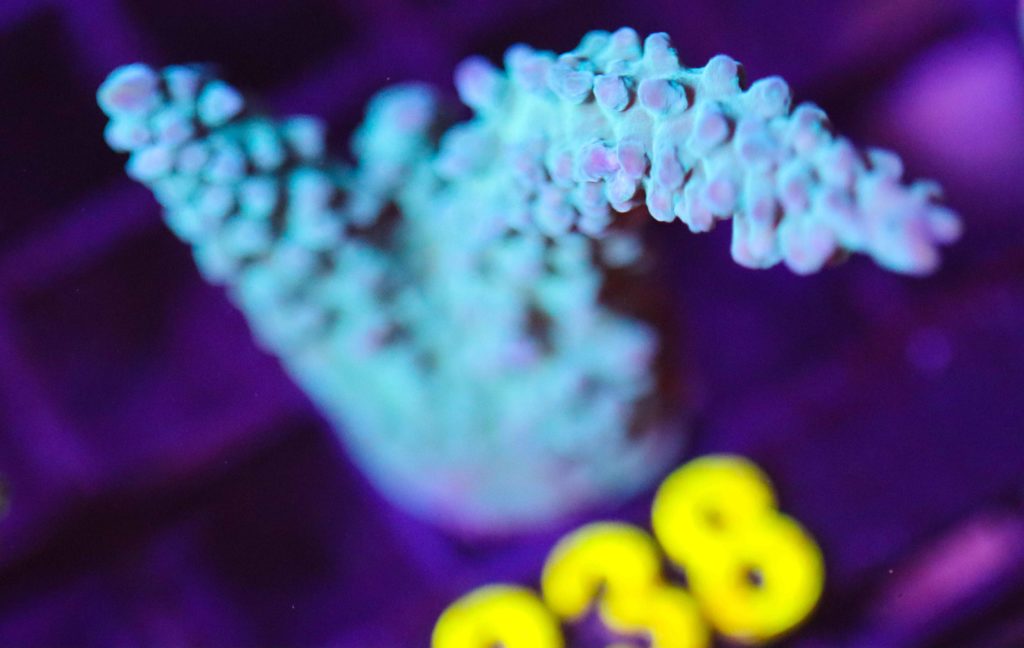 Frag Box Corals