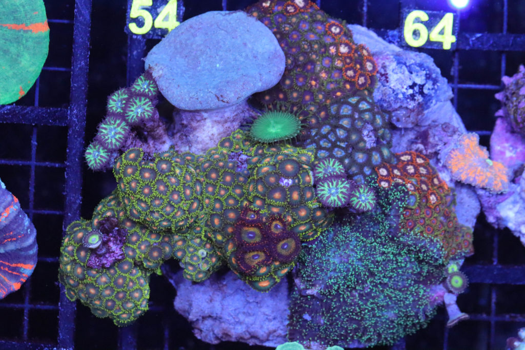 Frag Box Corals