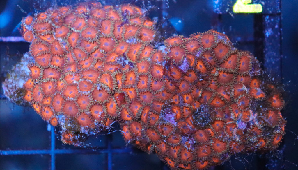 Frag Box Corals