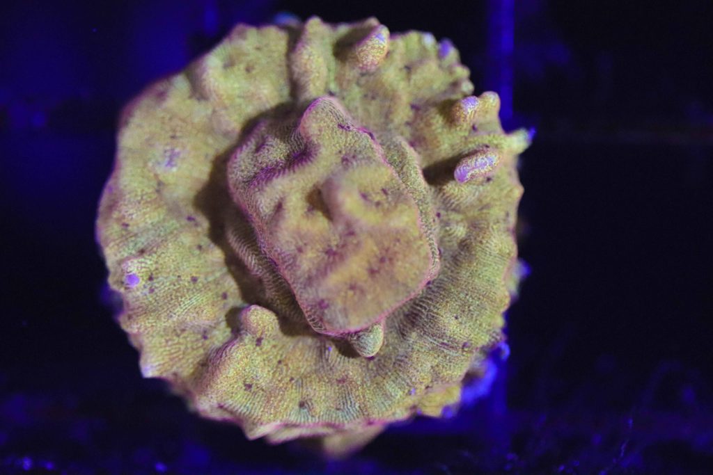 Frag Box Corals