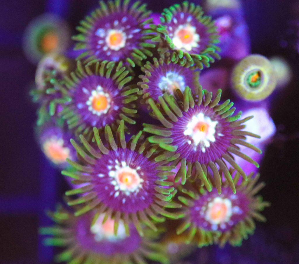 Frag Box Corals